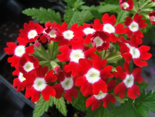 Verbena Red with white
