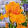 Iris Orange