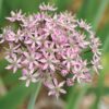 Allium Pink