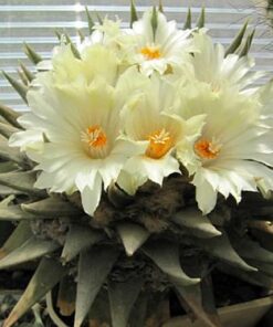 Ariocarpus trigonus