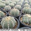 Astrophytum asterias Ooibo
