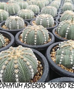 Astrophytum asterias Ooibo