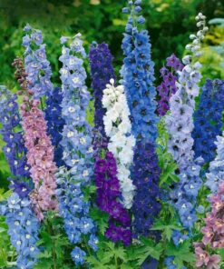 Delphinium Seeds