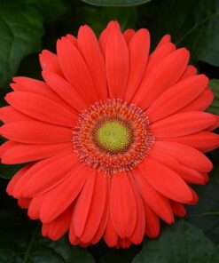 Gerbera Yellow Cherry Light Eye