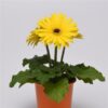 Gerbera Yellow Dark Eye