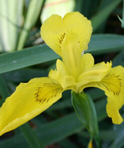 Iris yellow