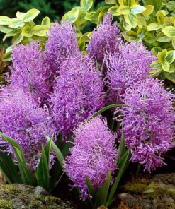 Muscari Comosum Plumosum