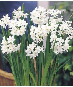 Nargis Paper White