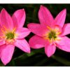 Rain Lily Bulbs Pink