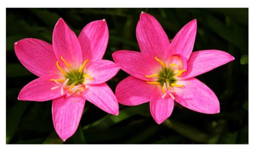 rain lily pink