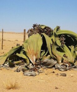 Welwitschia Mirabilis