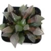 Haworthia Watermelon