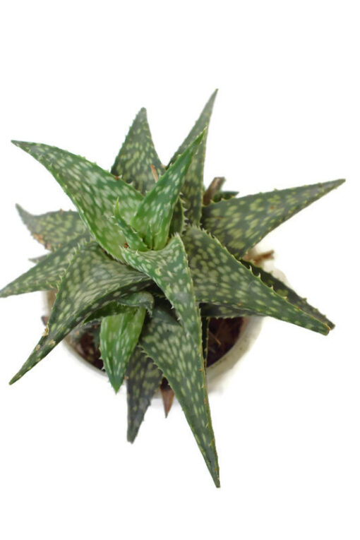 Aloe hybrid