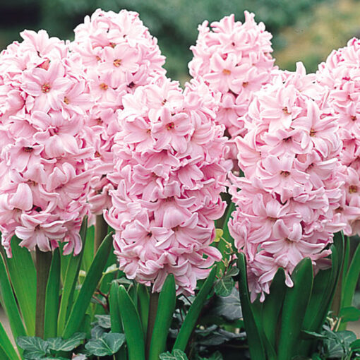 Hyacinth Bulbs Fondant