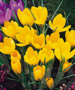 Crocus Golden yellow