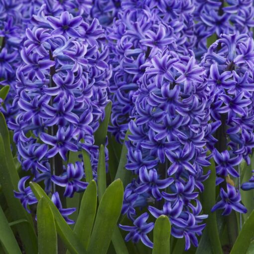 Hyacinth Blue Jacket