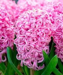Hyacinth Bulbs Pink