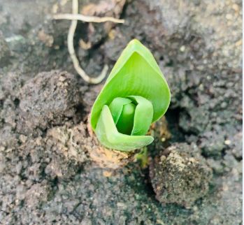 Hyacinth Blue Jacket pack of  1 Bulb photo review