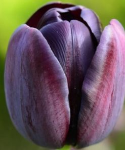 tulip black jack
