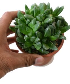 Haworthia truncata Hybrid