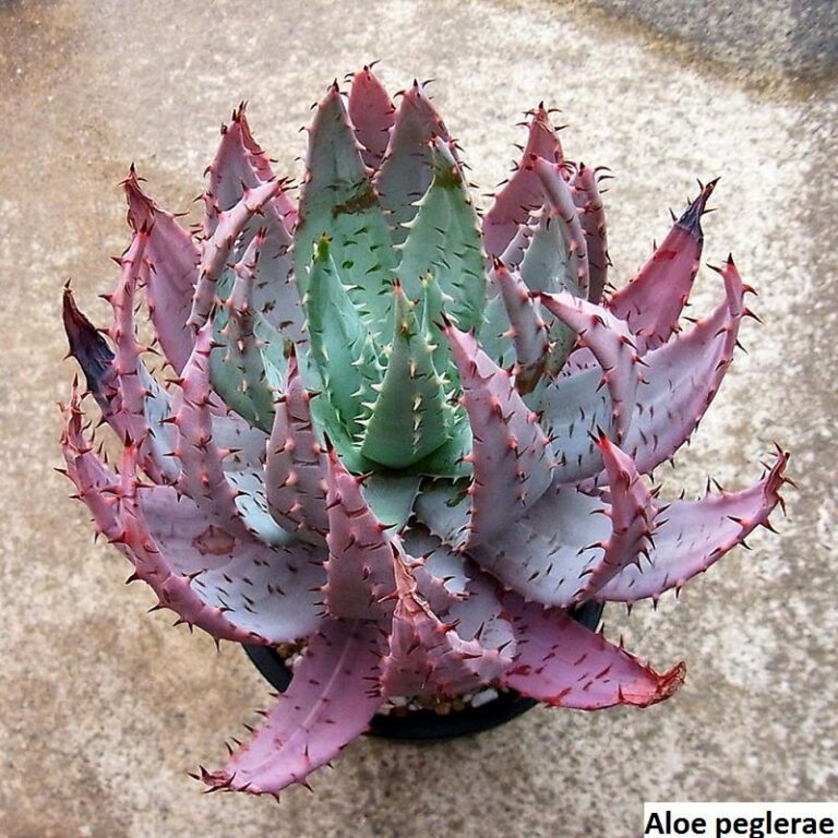 Aloe Peglerae Rare Seeds Available At 6215