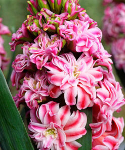 Hyacinth Double Eros