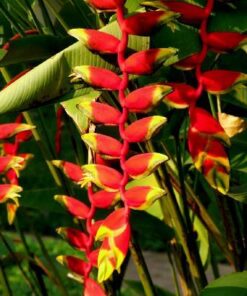 Heliconia drooping