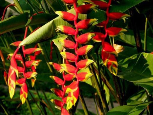 Heliconia drooping