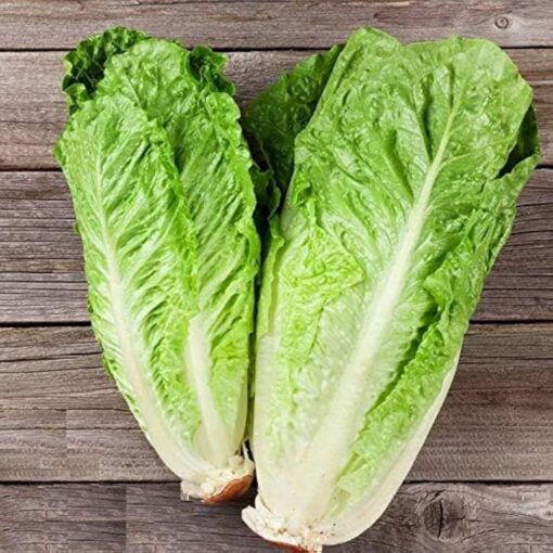 Lettuce Romaine Seeds