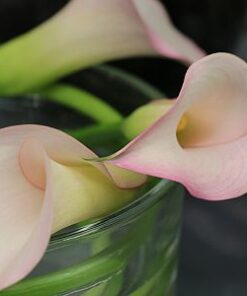 Calla Brasillia