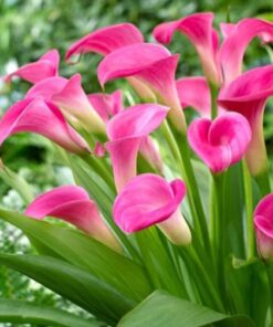 Calla Lily Pink Pop