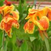 Canna lily bicolor