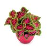 Coleus Colorpride