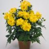 cosmos limara lemon