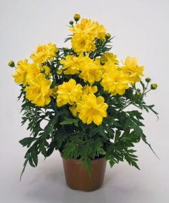Cosmos Limara Lemon