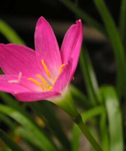 Rain Lily Dark Pink