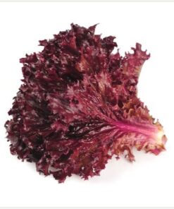 Lettuce Lollo Rosso