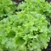 Lettuce Grand rapids