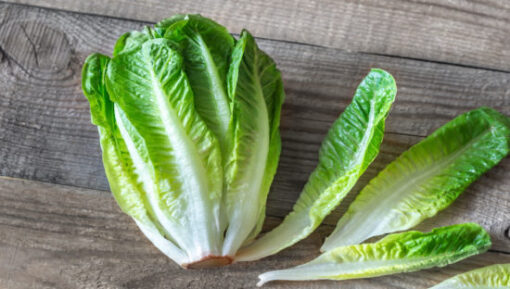 Lettuce Romaine