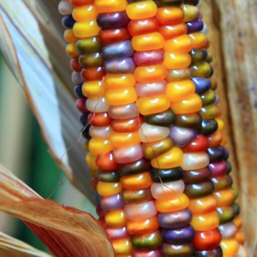 Ornamental Multi color Corn