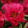 Portulaca Fuchsia