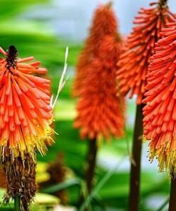 Torch Lily