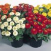 Zinnia Zinnita