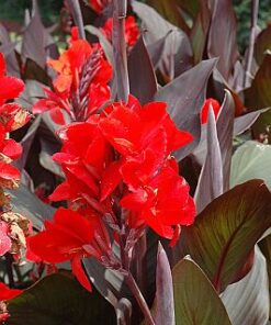 Canna Cannova Bronze Scarlet