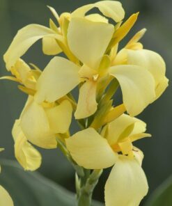 Canna Cannova Lemon