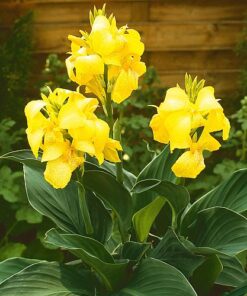 Canna Cannova Yellow