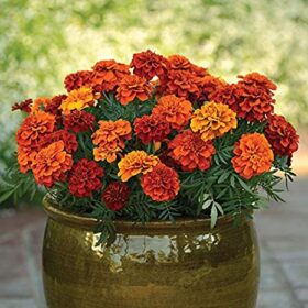 French Marigold Fireball seeds available seedsnpots.com