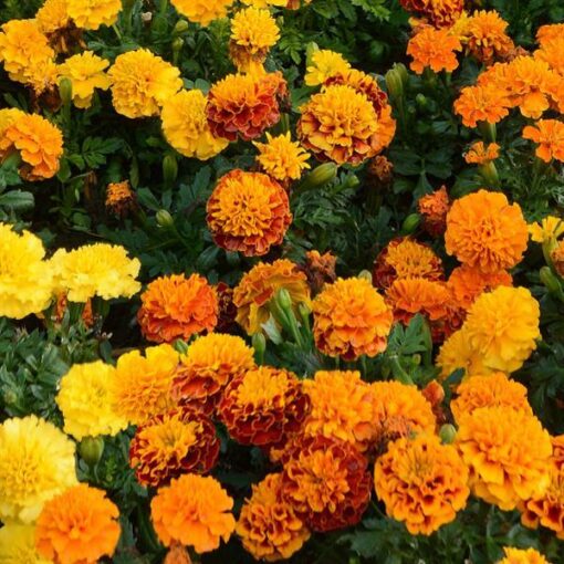 French Marigold Hot Pak