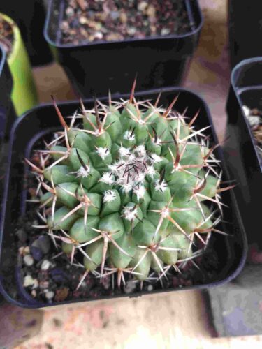 Mammillaria compressa Cactus plant photo review