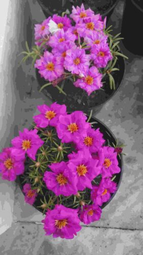 Portulaca Happy Hour Mix pack of 40-50 seeds photo review